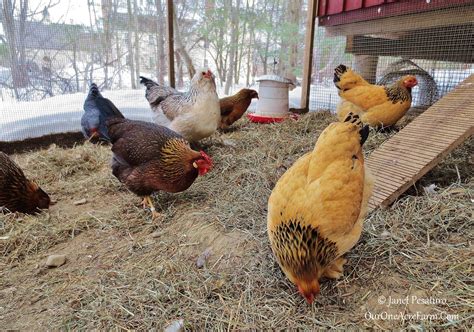 training your chickens|Chicken Training 101: Train A Chicken to Sit, Come, .
